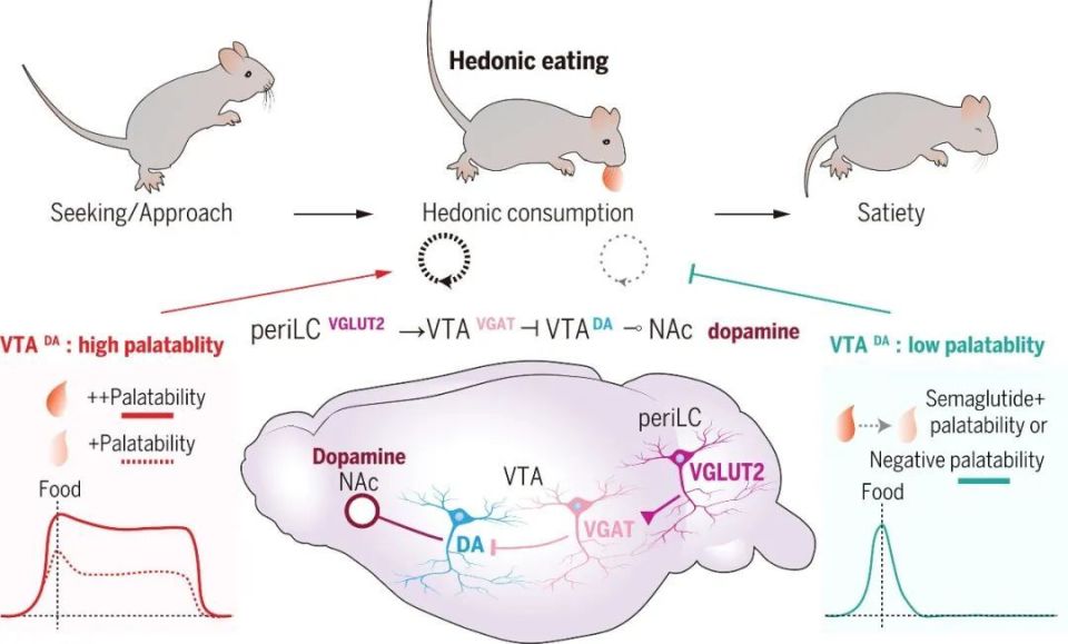 心电图机器怎么看追问weekly ｜ 过去一周，脑科学领域有哪些新发现？_https://www.jmylbn.com_新闻资讯_第15张