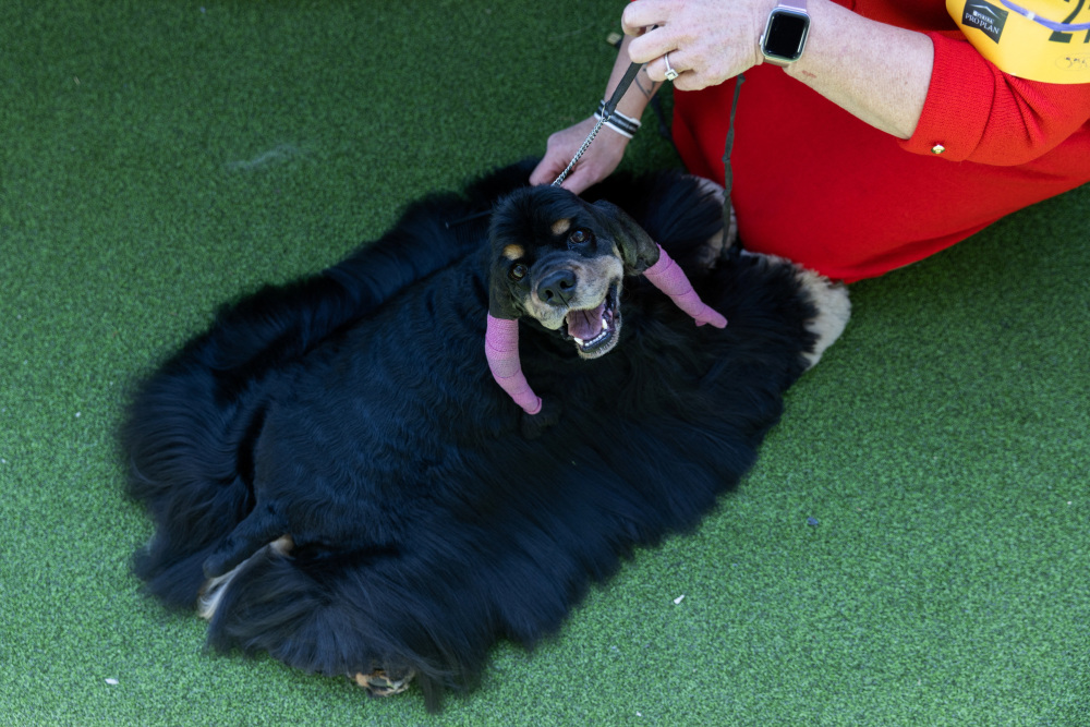 黑色法老王猎犬图片