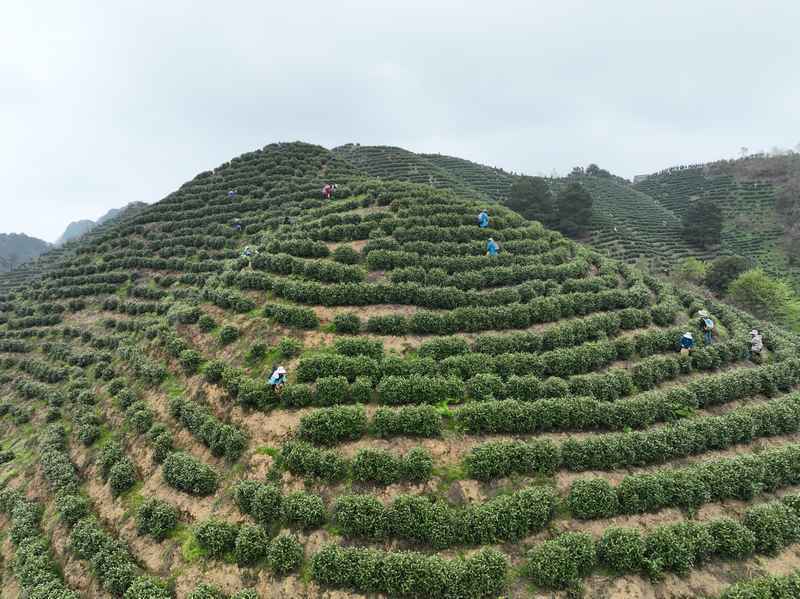 彭州白茶村图片