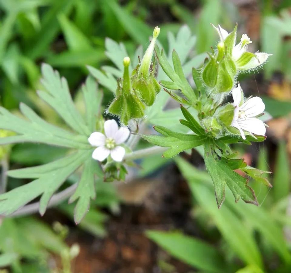 红叶老鹳草图片图片