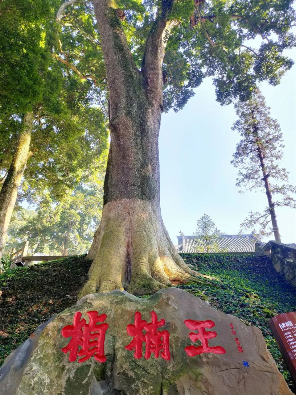 天全古桢楠、连香树群落获评雅安“十大树王”“十大珍稀植物群落”_腾讯新闻