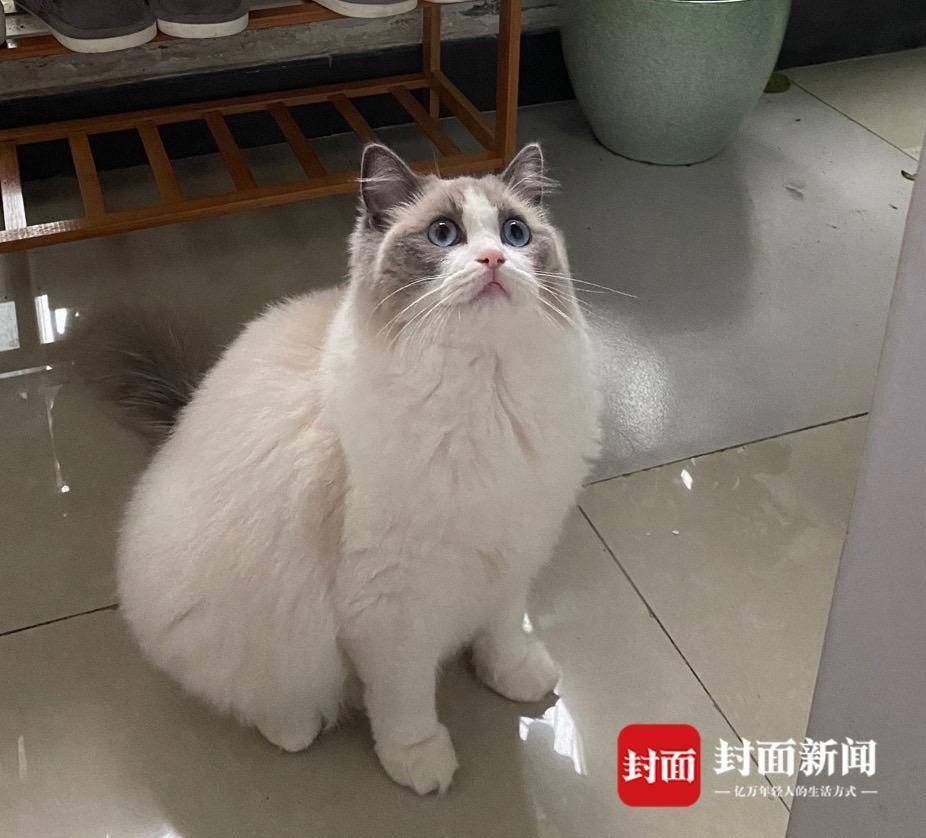 宠物猫被邻居套袋扔下楼坠亡 猫咪主人：才来家两天就惨遭毒手，“凶手”应得到惩罚