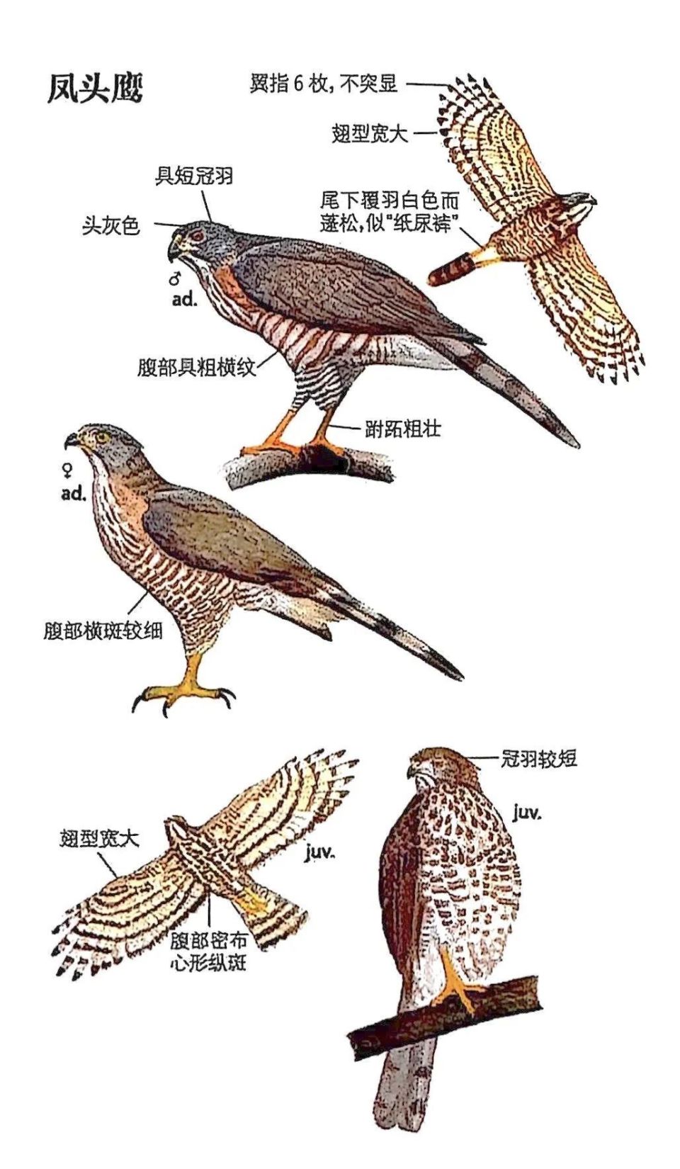 网友给我们发了这些鸟图！你都认识吗？丨静宝聊天室-腾讯新闻