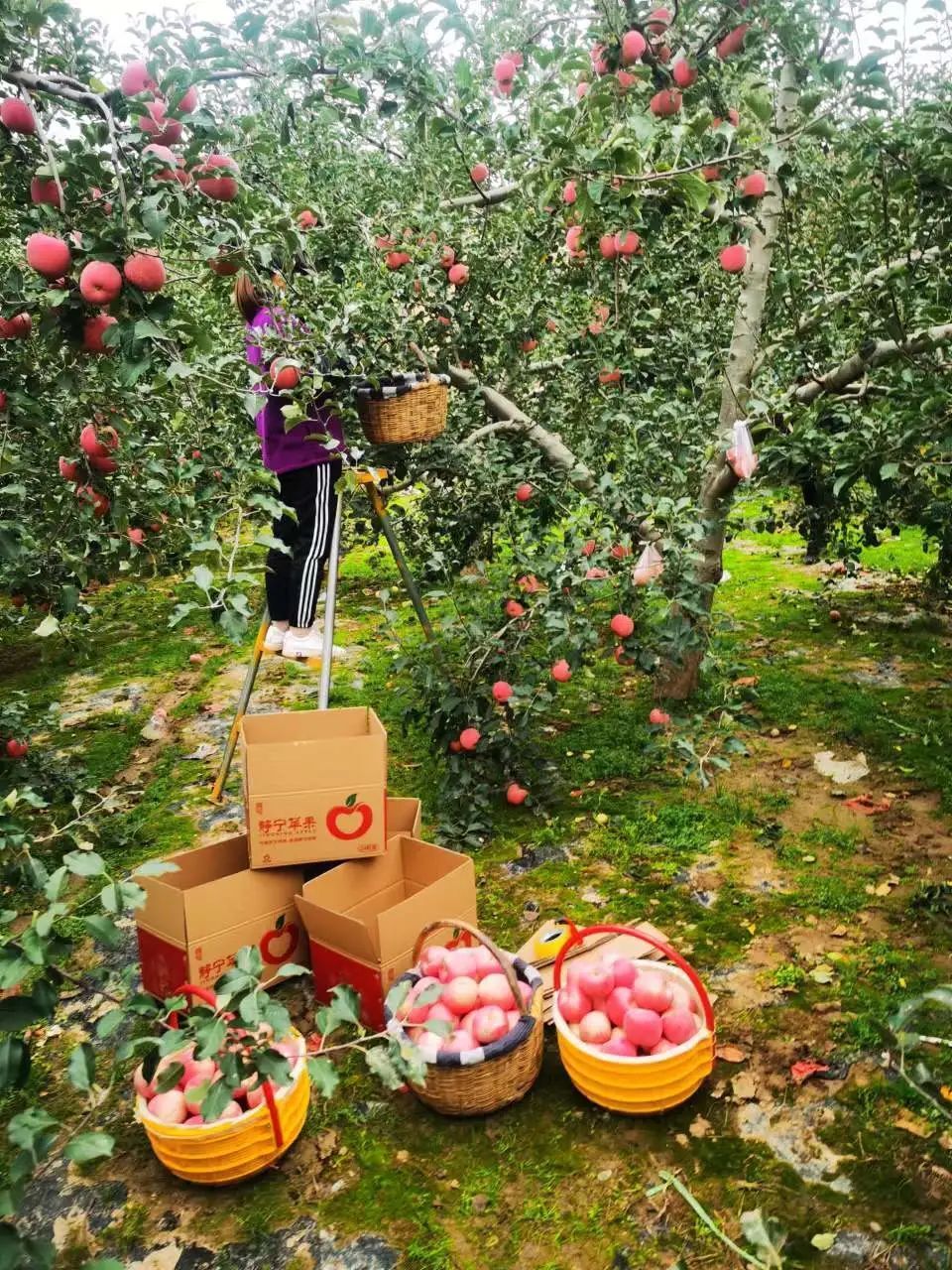 不妨试试新鲜,脆甜,多汁的静宁苹果.