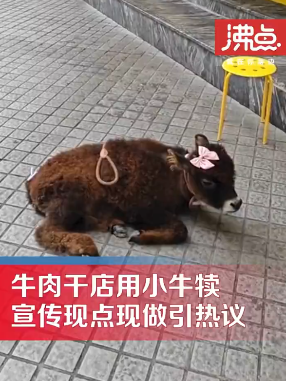 牛肉干店把牛犊拴门口呼叫现点现做 店主：是现场炒制，不是现杀现做