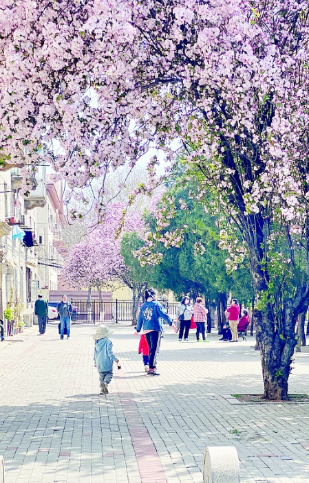 在大连,观棠赏景,甘井子区椒金山金二街一定是最佳选择,此街又称"漫街