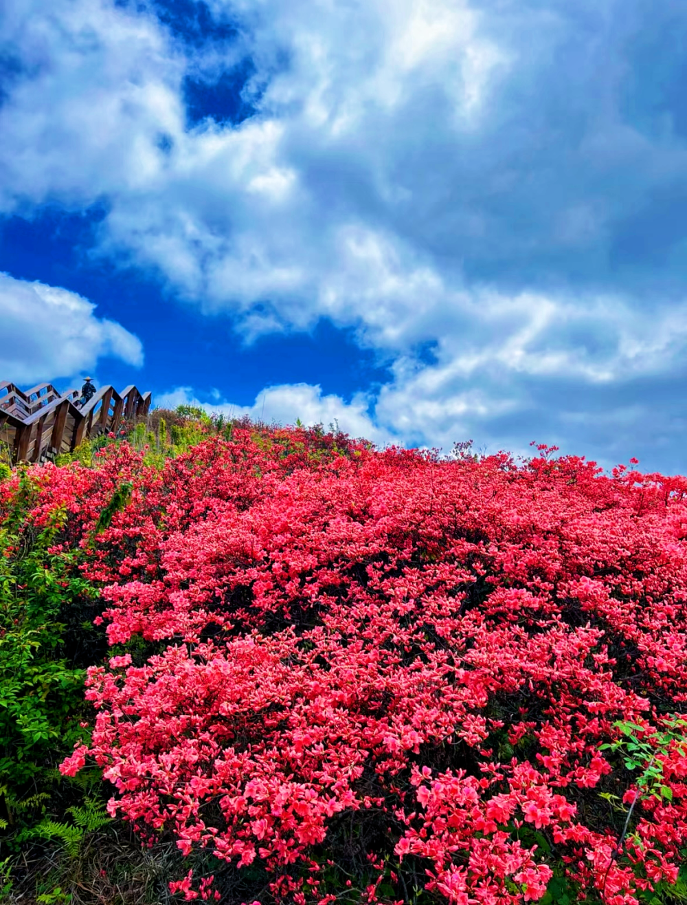 流量给到杜鹃!壮观花海惊艳上线,如火焰般热烈,艳得不像话!