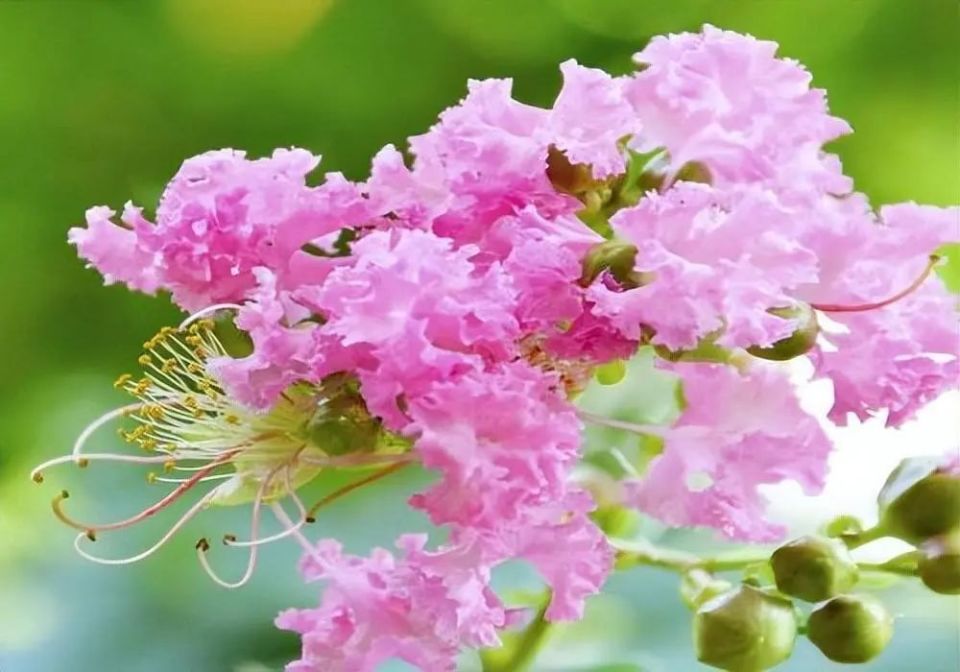 紫薇花诗歌,五彩斑斓,夏日里的一份浪漫