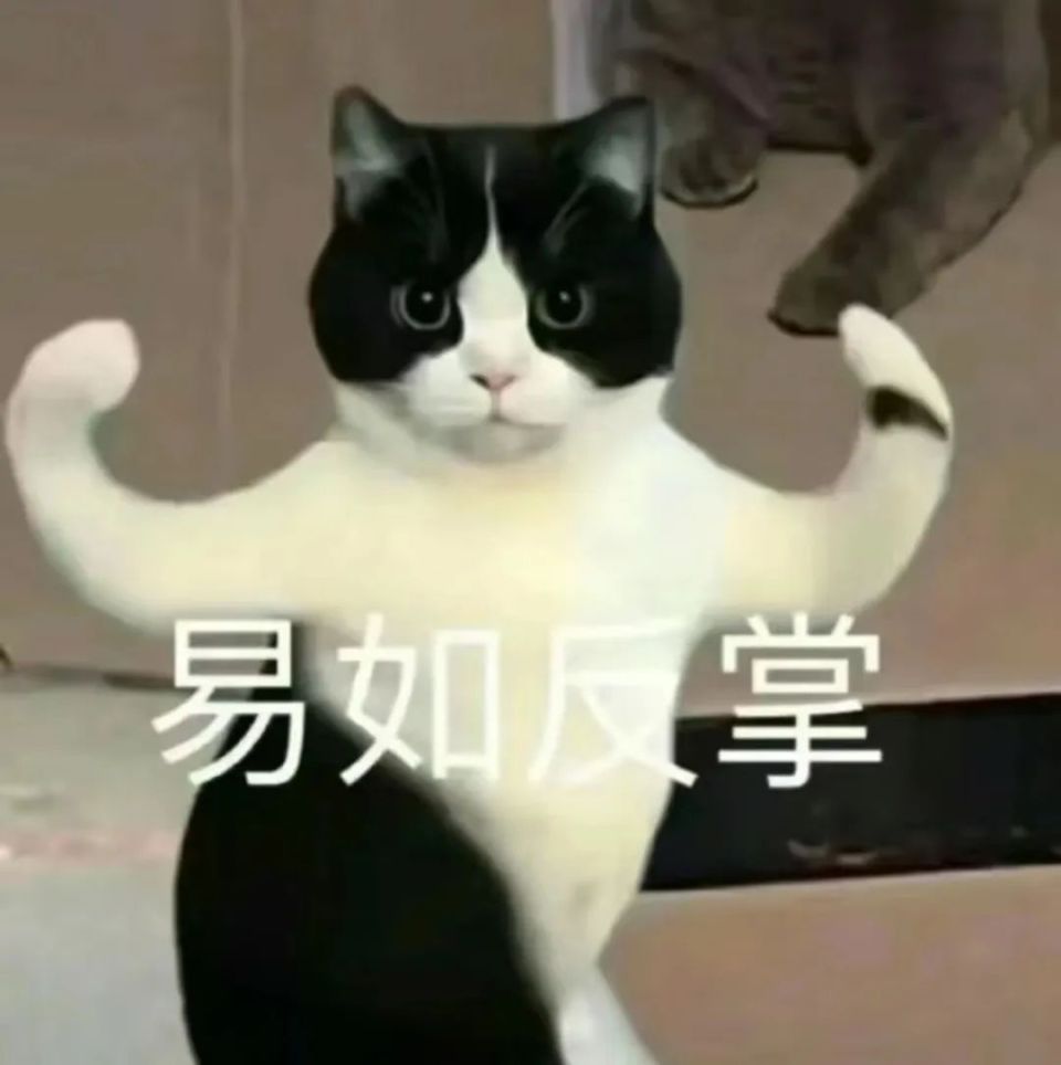 猫猫总能四脚着地?快回家测试一下!