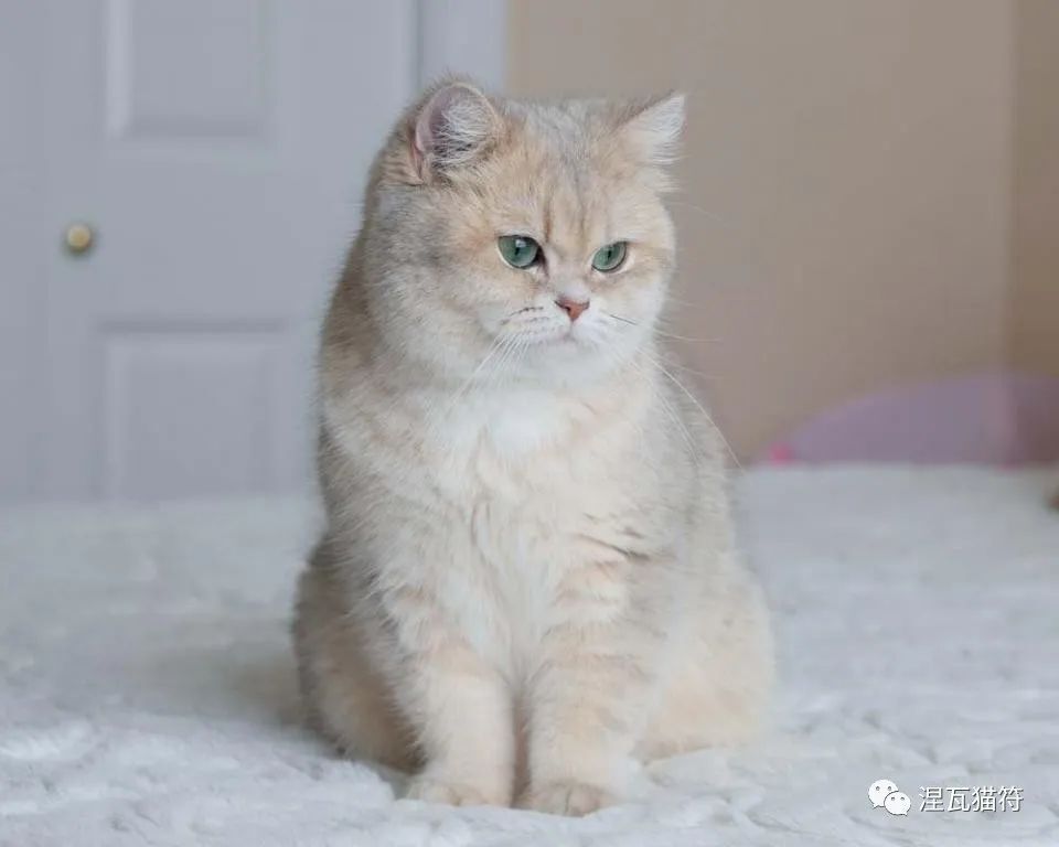 英国短毛猫丨金渐层(蓝金)_腾讯新闻