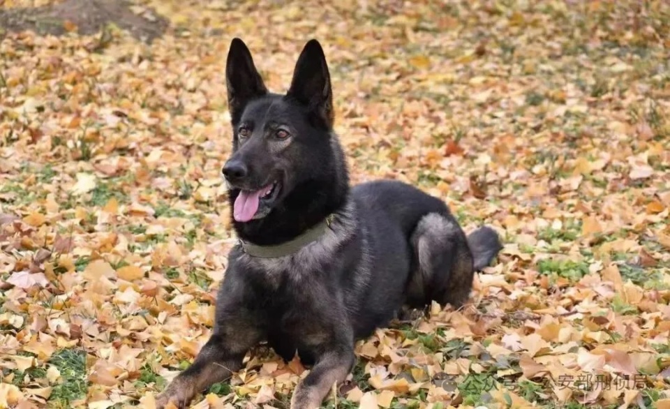 中国警犬LOGO形象犬，原来是功勋犬“黑狼”_腾讯新闻