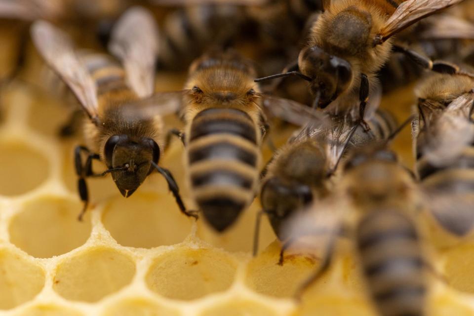 记者手记:为蜜蜂搭建美丽安全的"家"——感受"养蜂之国"斯洛文尼亚的