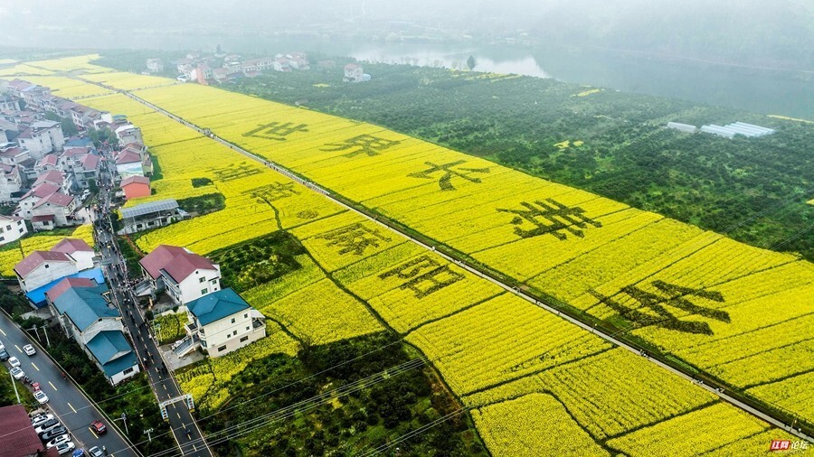 【每日一图@湖南】麻阳花经济,来自世界长寿乡的油菜花海