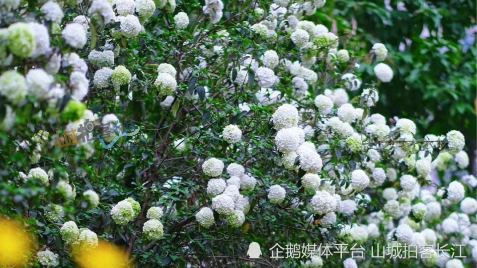 免费"雪球"打卡地全攻略,美到窒息!_腾讯新闻