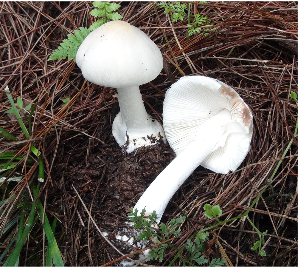 贵州蘑菇中毒科普系列|剧毒鹅膏