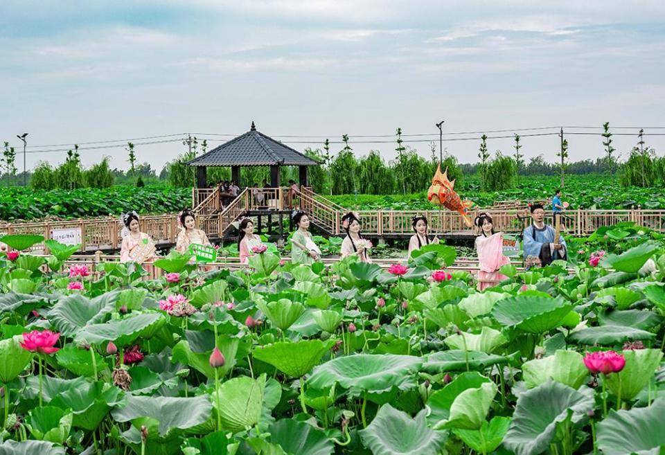 霍邱县城西湖乡万亩荷塘.