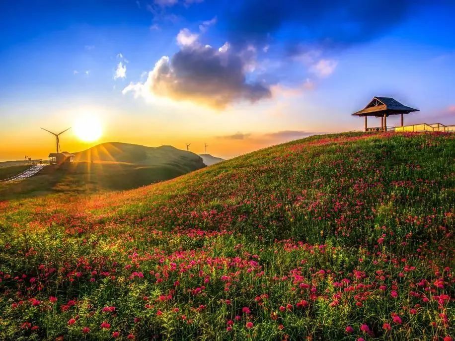 韭菜坪即将进入盛花期!