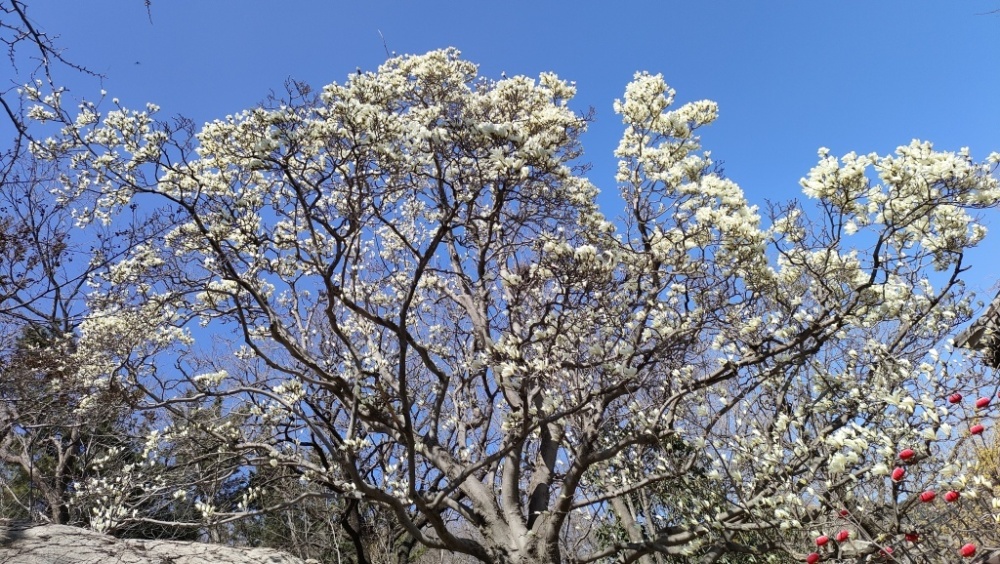 山姜花（山姜花花语?） 第10张