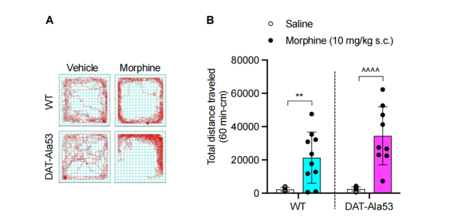 biorxiv丨阿片受体通过苏氨酸磷酸化调控运动抑制和位置厌恶