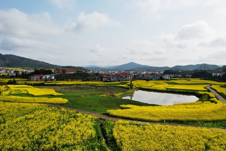 乾潭镇油菜花图片