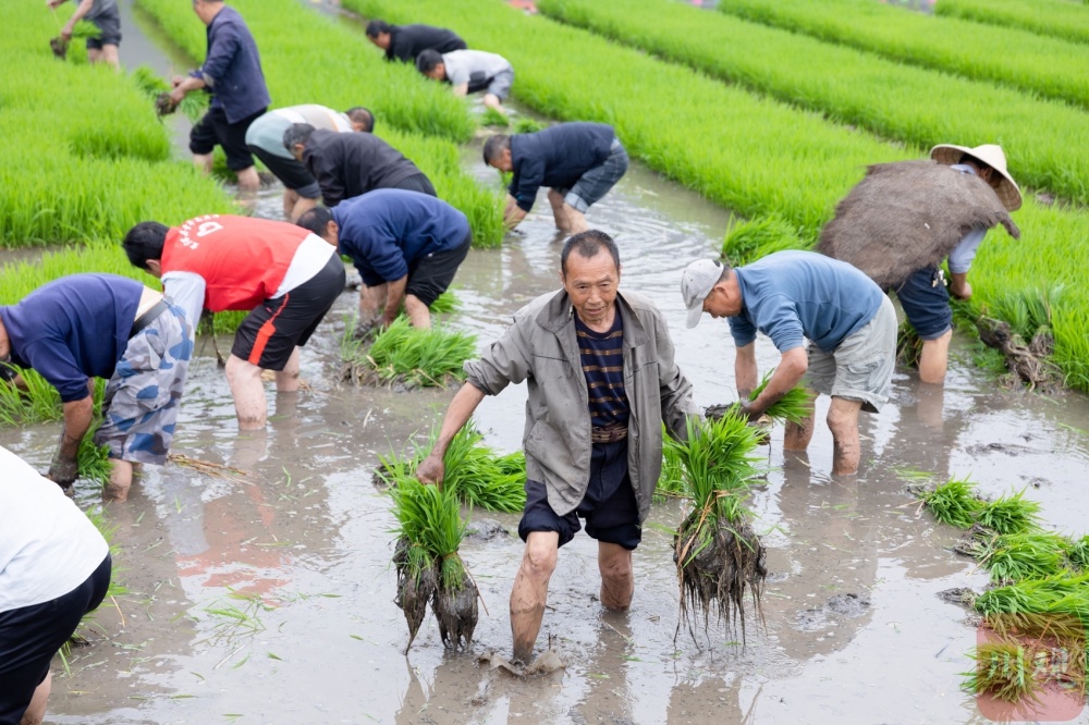 c视频|宜宾高县:首届"插秧节"演绎农耕文化之美
