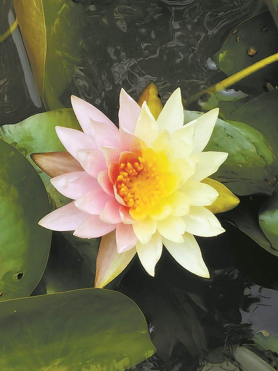 云溪植物园惊现双色睡莲 最佳观赏期仅至明日上午