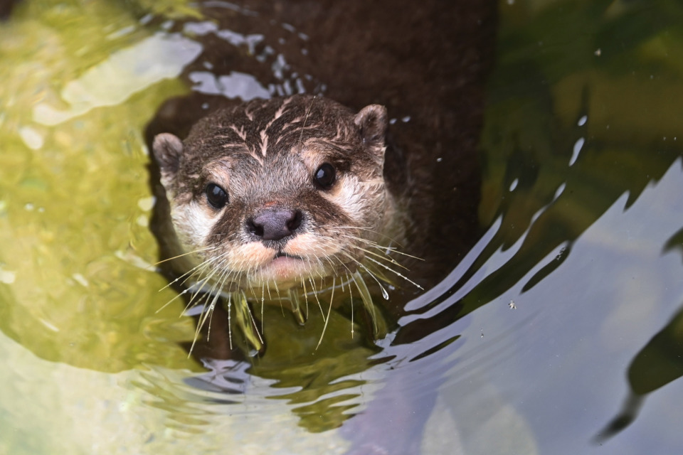 世界水獭日,深圳野生动物园水獭享用"刺身大餐"