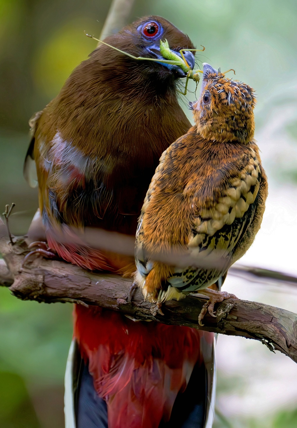 福建:鸟类的乐园