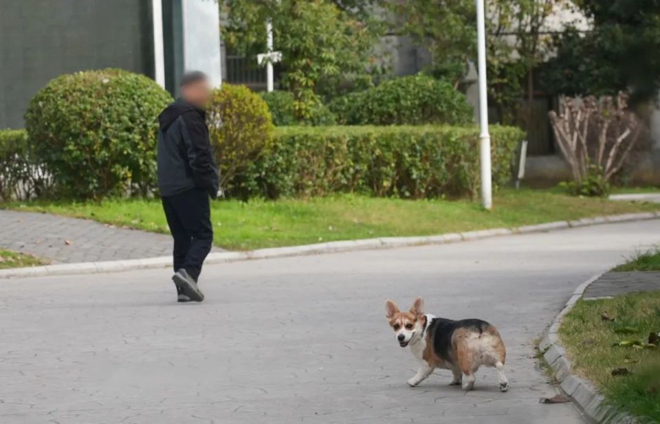 文明遛狗!安康人你做对了吗?【959调查】