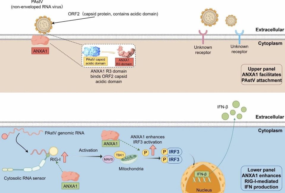 PLoS Pathog | 广西大学覃一峰/黄伟坚团队在猪星状病毒入侵机制研究方面取得新进展_腾讯新闻