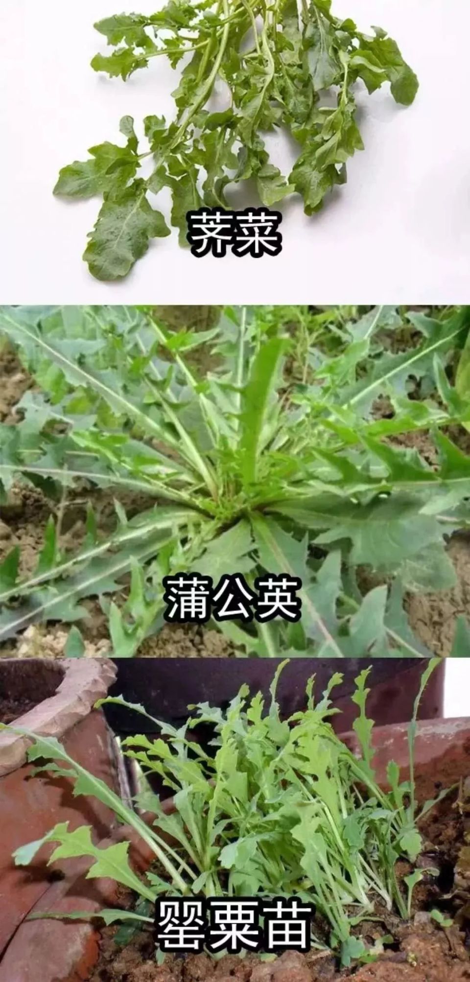 鸦片花制作过程图片