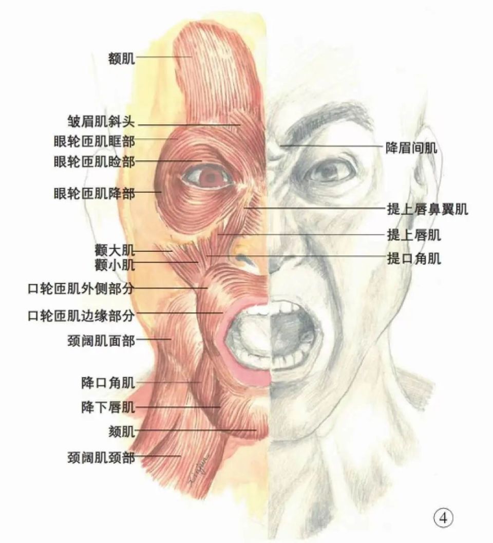 长时间的,尽量不眨眼地注视一个物体时,我们的眼轮匝肌的稳定性会提升