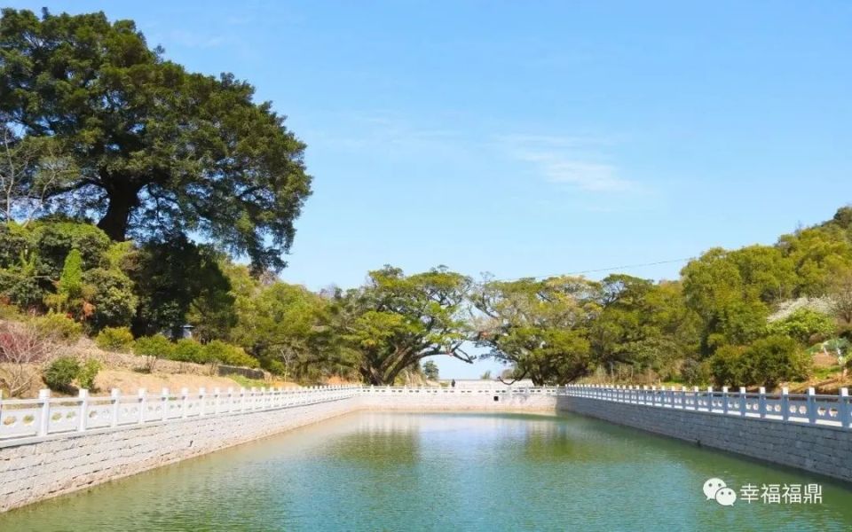 这样的福鼎,09了!