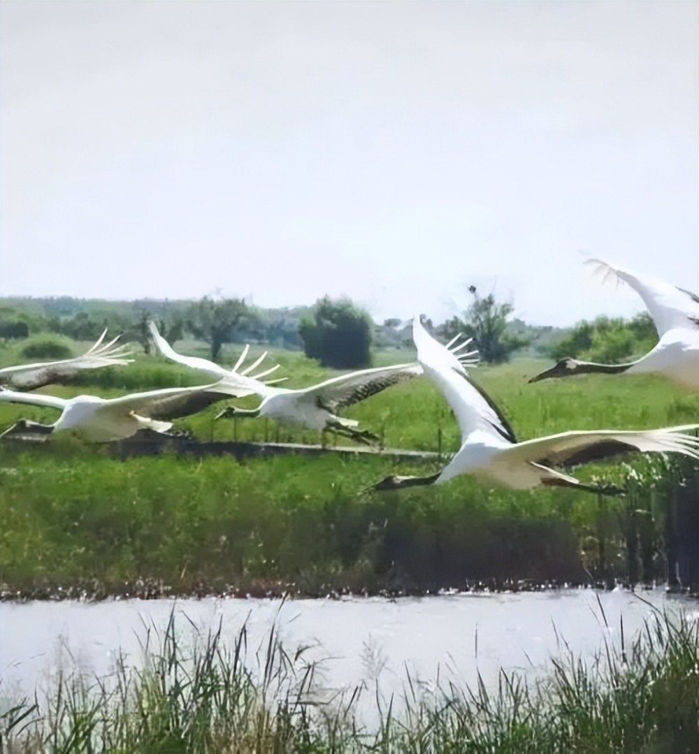 吉林向海看鹤舞蓝天热闹非凡