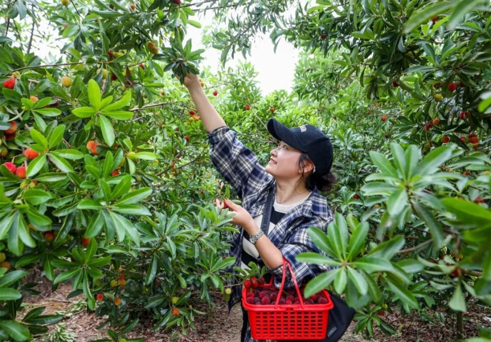 云南杨梅树苗圃基地图片