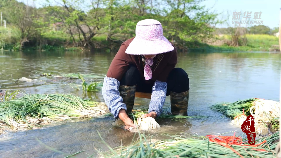千城百县看中国丨湖南冷水滩小藠头有大甜头