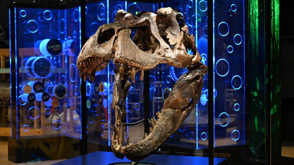 墨尔本举行霸王龙化石展