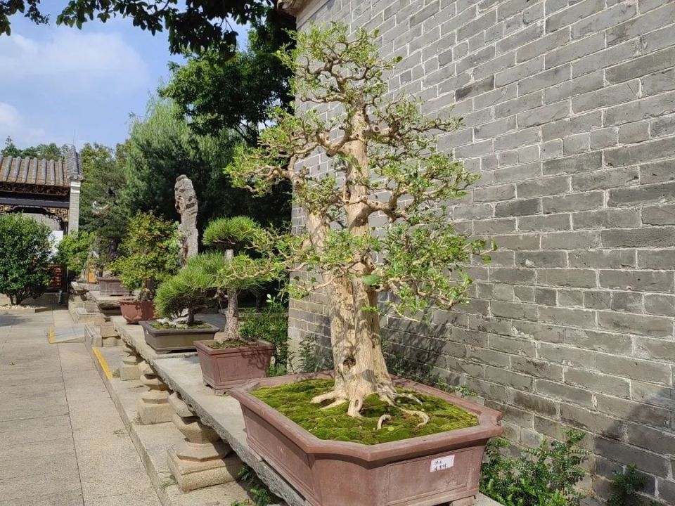 "方寸天地"岭南盆景展4.0版本来啦