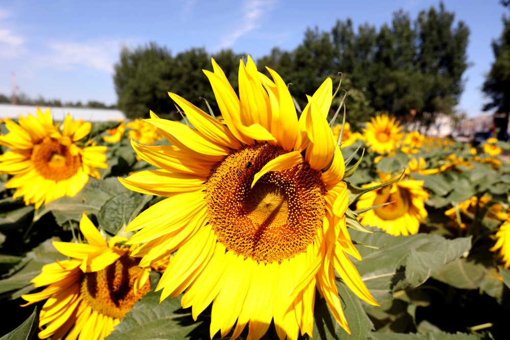 向日葵绚烂绽放惹人醉