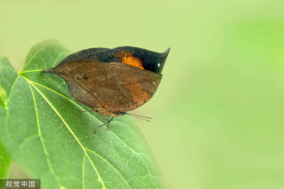 夜读|枯叶蝶的最后归宿