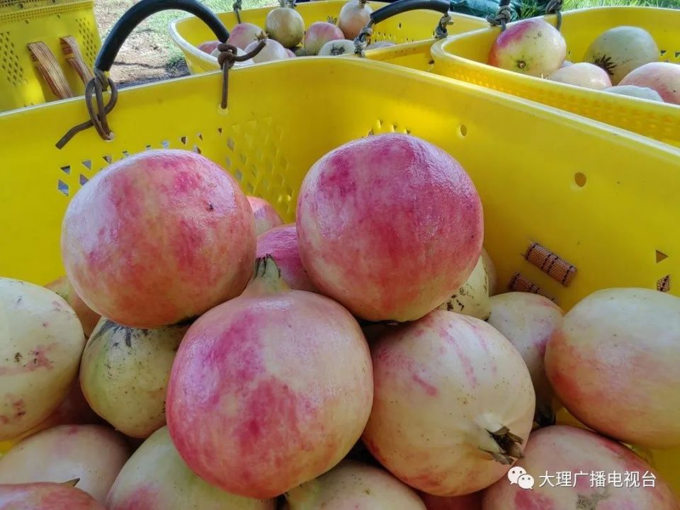 吃石榴啦宾川软籽石榴成熟采摘忙快来尝鲜