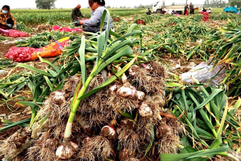 台儿庄万亩大蒜喜获丰收