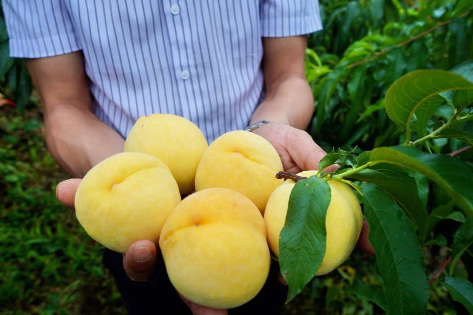 可以解决周边农户就业2000人次,现有品种分别为锦元,黄金蜜,锦秀1号