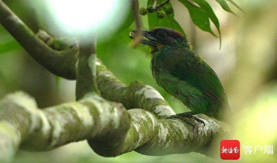原创组图黑眉拟啄木鸟育雏忙