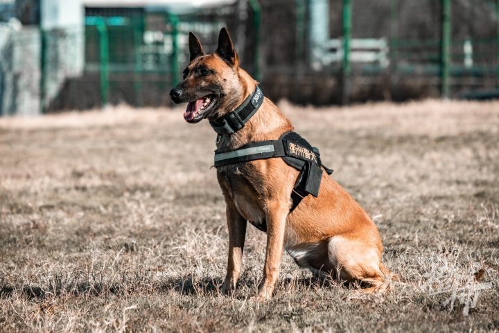 大赛在即,八依,辛巴,麦克斯……犬力爆表,"熊猫"和"豹子"随行出征