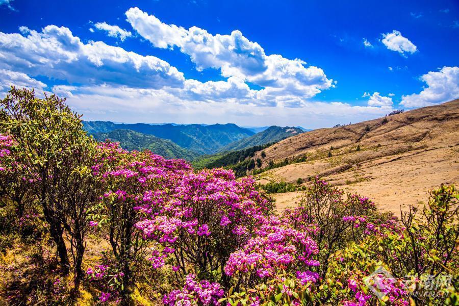 【高清组图】大姚小百草岭:杜鹃花开映山红