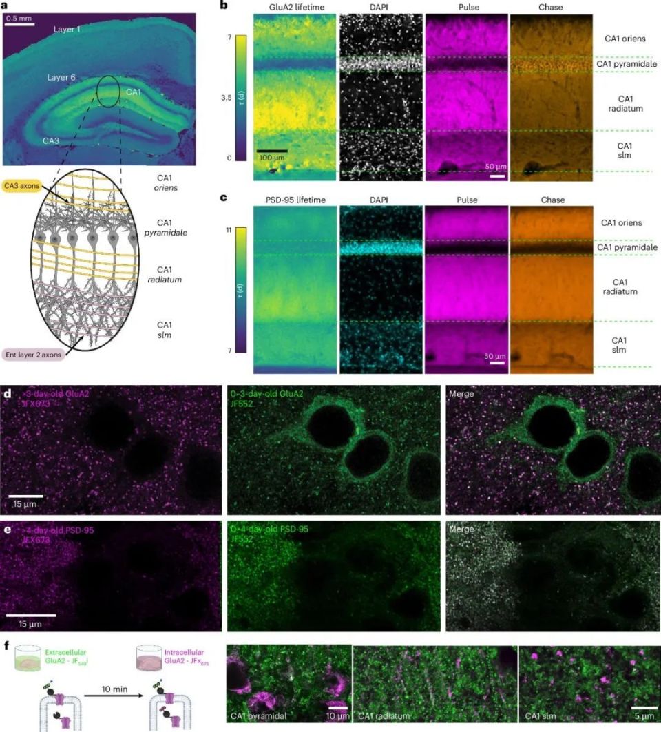 心电图机器怎么看追问weekly ｜ 过去一周，脑科学领域有哪些新发现？_https://www.jmylbn.com_新闻资讯_第8张