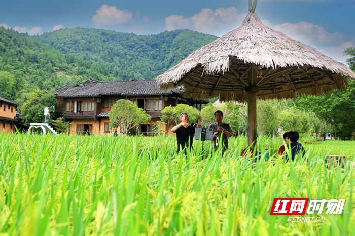 稻浪飘香引客来，黄龙洞景区田园风光受青睐_腾讯新闻