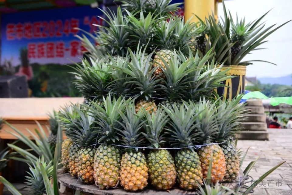 芒市新一届"菠萝王"诞生!7.88斤,拍出5500元高价!