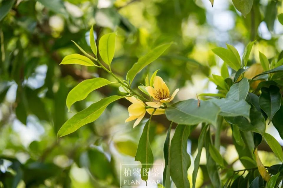 乐昌含笑也要加入春花盛会_腾讯新闻